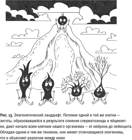 Иллюстрация к книге — Кривое зеркало жизни. Главные мифы о раке, и что современная наука думает о них [i_046.jpg]