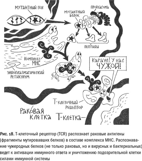 Иллюстрация к книге — Кривое зеркало жизни. Главные мифы о раке, и что современная наука думает о них [i_075.jpg]