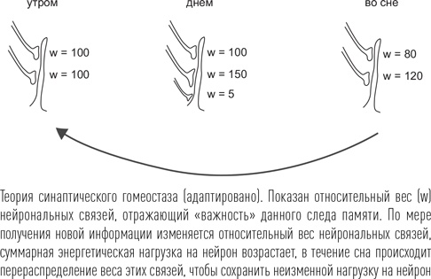 Иллюстрация к книге — Загадки сна [i_027.jpg]