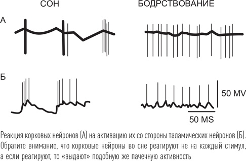 Иллюстрация к книге — Загадки сна [i_031.jpg]