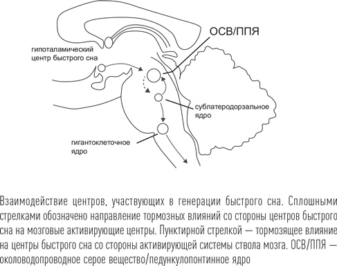 Иллюстрация к книге — Загадки сна [i_036.jpg]