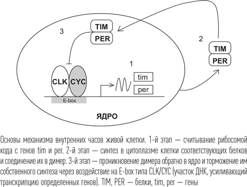 Иллюстрация к книге — Загадки сна [i_043.jpg]