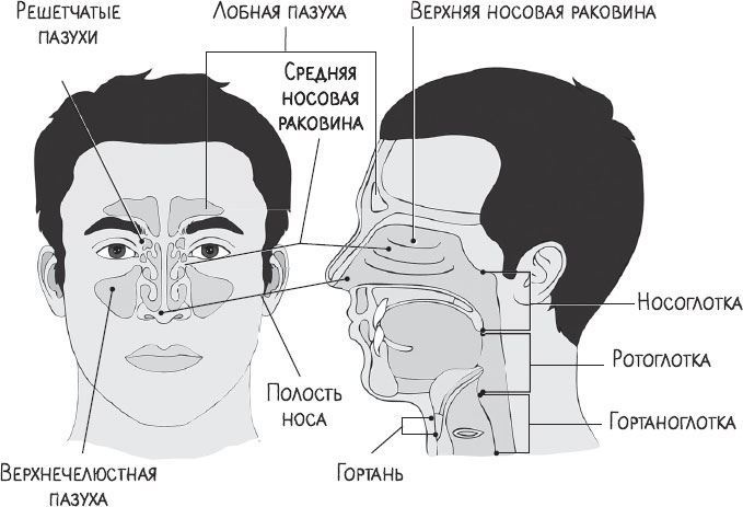 Иллюстрация к книге — В лабиринтах уха, горла и носа. Скрытые механизмы работы, неочевидные взаимосвязи и полезные знания, которые помогут «дотянуть» до визита к врачу [i_020.jpg]