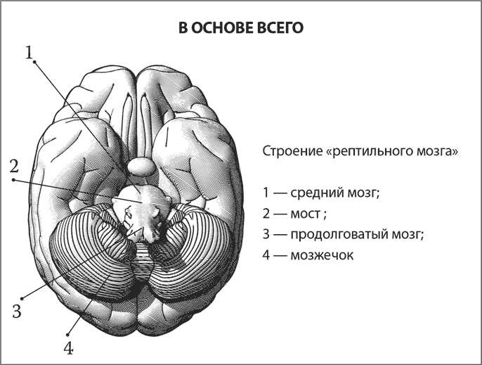 Иллюстрация к книге — Мозг. Инструкция пользователя [i_023.jpg]
