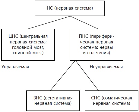 Иллюстрация к книге — Навязчивые мысли, страхи и ВСД. Как вернуть полноценную жизнь [i_002.jpg]