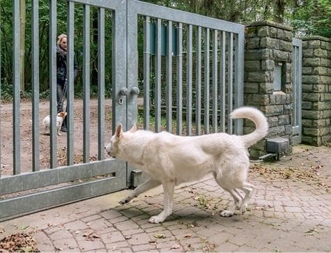 Иллюстрация к книге — Идеальная собака не выгуливает хозяина. Как воспитать собаку без вредных привычек [i_030.jpg]