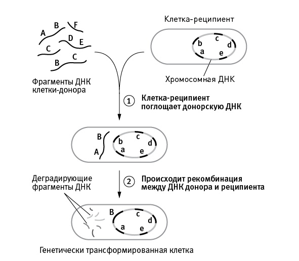 Иллюстрация к книге — Перспективы отбора [i_019.jpg]