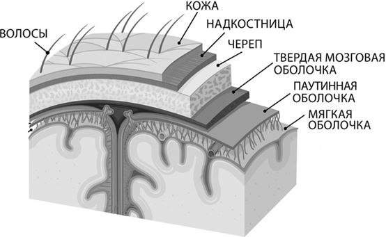Иллюстрация к книге — Не дай голове расколоться! [i_007.jpg]