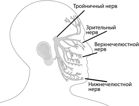 Иллюстрация к книге — Не дай голове расколоться! [i_009.jpg]