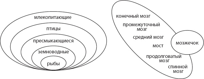 Иллюстрация к книге — Мозг. Такой ли он особенный? [_2.jpg]