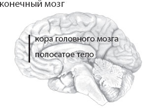 Иллюстрация к книге — Мозг. Такой ли он особенный? [_3.jpg]