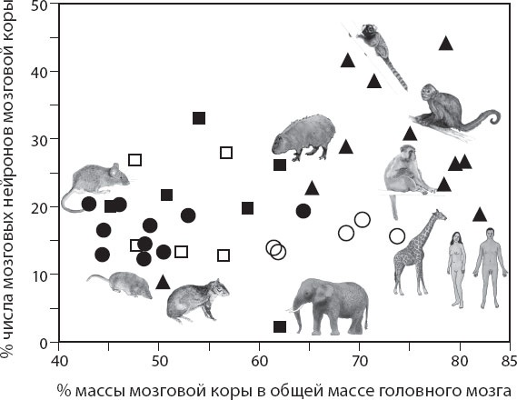 Иллюстрация к книге — Мозг. Такой ли он особенный? [_42.jpg]