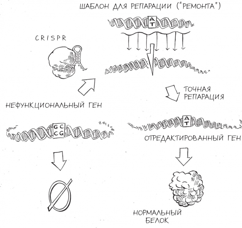 Иллюстрация к книге — Трещина в мироздании [i_017.jpg]