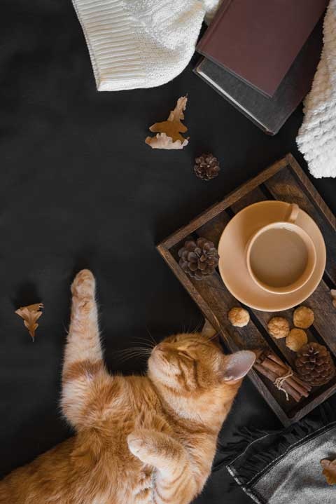 Cozy. Искусство всегда и везде чувствовать себя уютно Cozy. Искусство всегда и везде чувствовать себя уютно