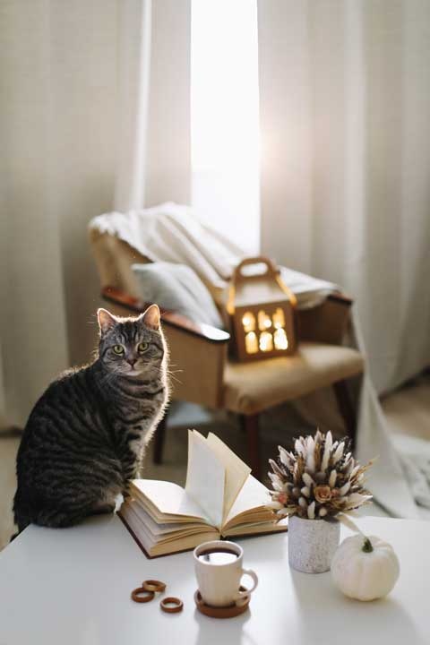 Cozy. Искусство всегда и везде чувствовать себя уютно Cozy. Искусство всегда и везде чувствовать себя уютно