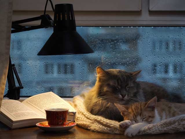 Cozy. Искусство всегда и везде чувствовать себя уютно Cozy. Искусство всегда и везде чувствовать себя уютно