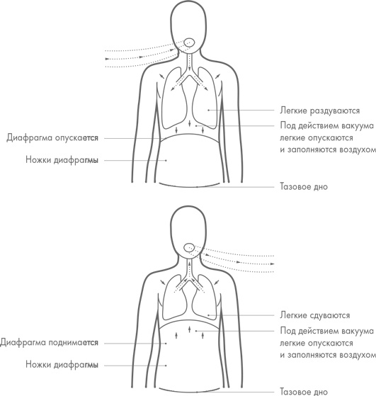 Иллюстрация к книге — Физический интеллект [i_009.jpg]