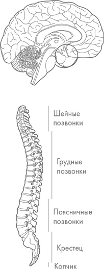 Иллюстрация к книге — Физический интеллект [i_057.jpg]