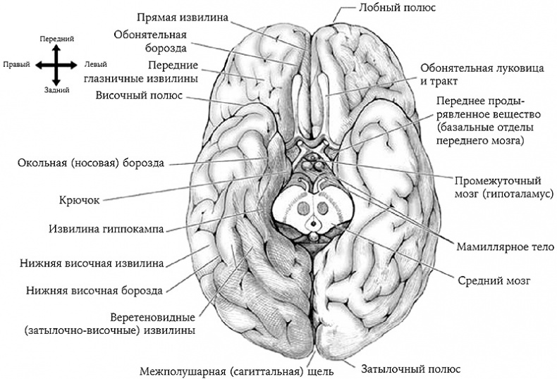 Иллюстрация к книге — История величайшего изобретения. Как начинался язык [i_019.jpg]
