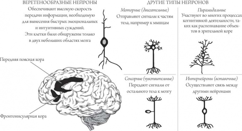Иллюстрация к книге — Мозг и сознание [i_004.jpg]