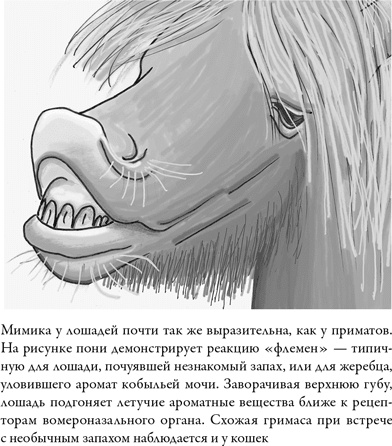 Последнее объятие Мамы