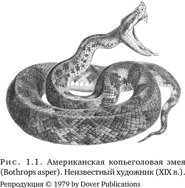 Иллюстрация к книге — Триумф семян [i_003.jpg]