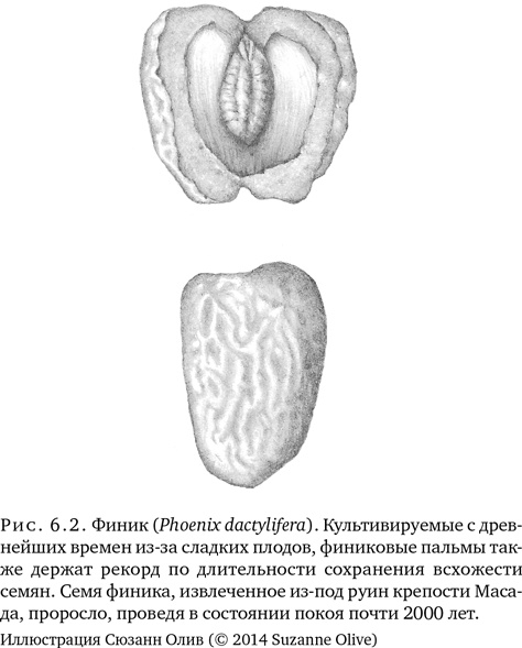 Иллюстрация к книге — Триумф семян [i_017.jpg]