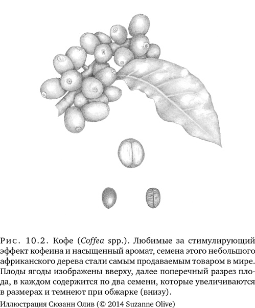 Иллюстрация к книге — Триумф семян [i_028.jpg]