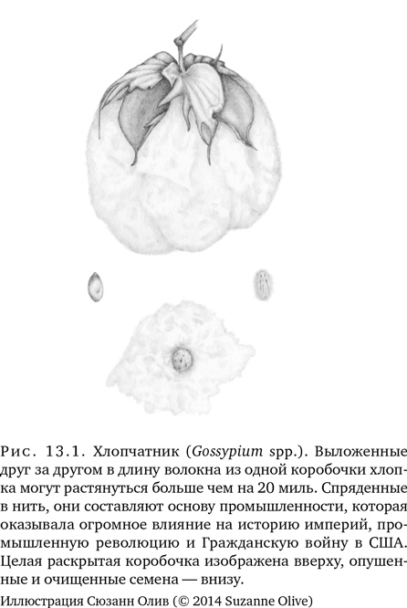 Иллюстрация к книге — Триумф семян [i_032.jpg]