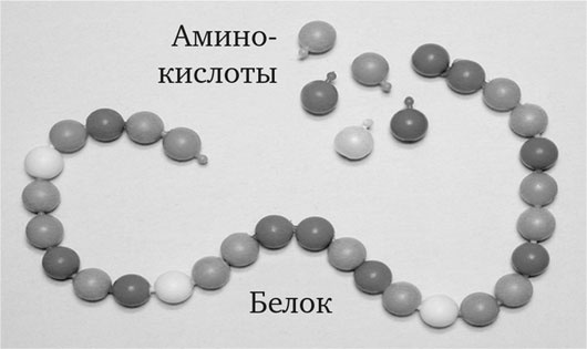 Иллюстрация к книге — Биология веры. Как сила убеждений может изменить ваше тело и разум [i_002.jpg]