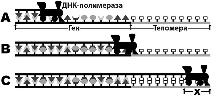 Иллюстрация к книге — Биология веры. Как сила убеждений может изменить ваше тело и разум [i_014.jpg]
