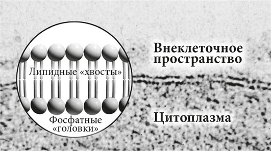 Иллюстрация к книге — Биология веры. Как сила убеждений может изменить ваше тело и разум [i_019.jpg]