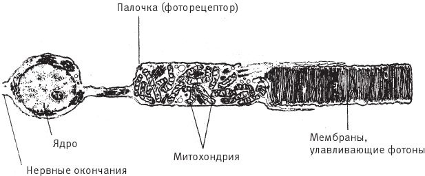 Иллюстрация к книге — Восхождение на гору Невероятности [i_045.jpg]