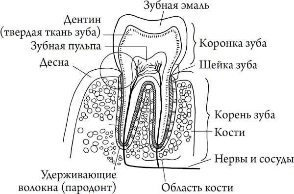 Иллюстрация к книге — Человек Противный [i_011.jpg]