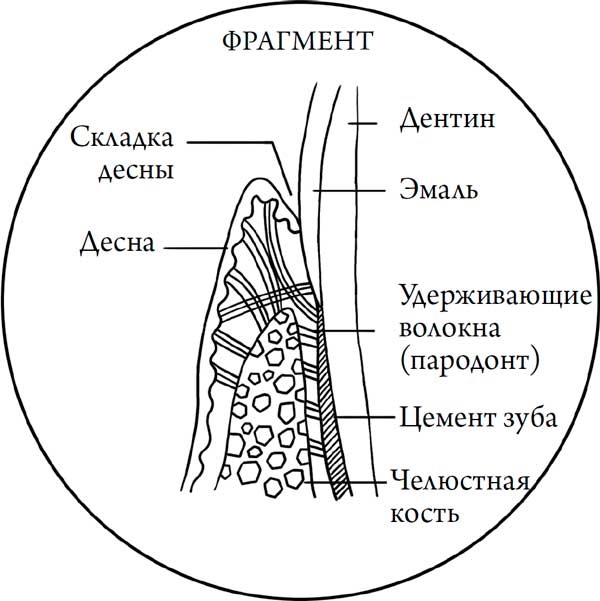 Иллюстрация к книге — Человек Противный [i_012.jpg]