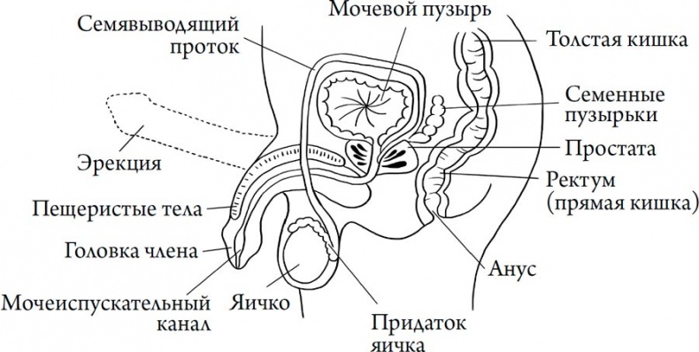 Иллюстрация к книге — Человек Противный [i_052.jpg]