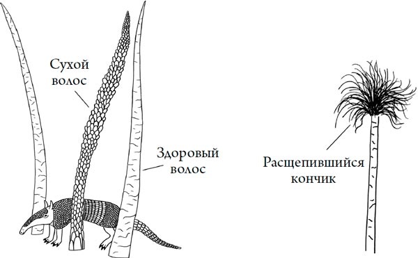 Иллюстрация к книге — Человек Противный [i_190.jpg]
