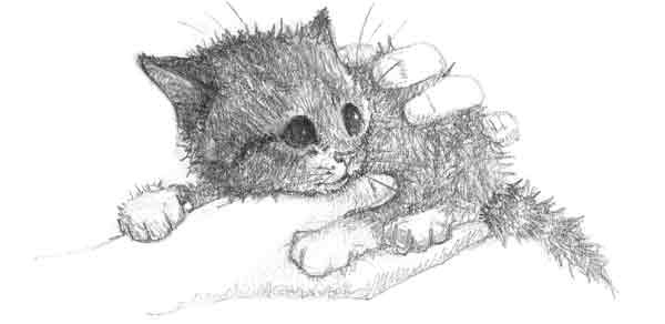 Котенок Сэмми, или Семья для крохи