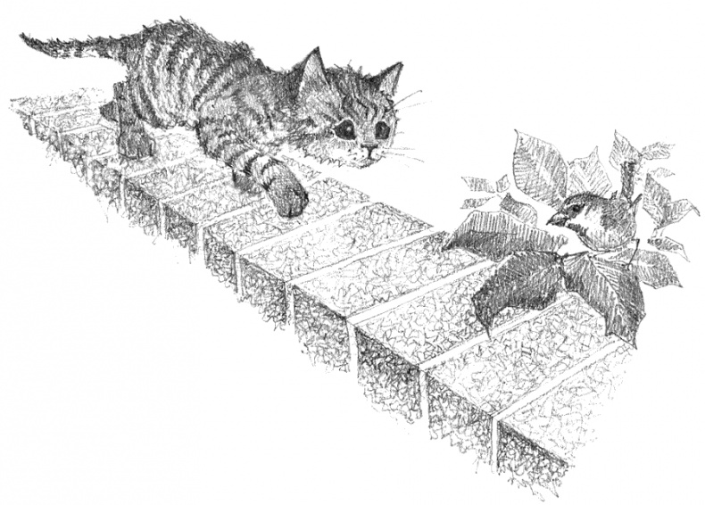 Котёнок Тигр, или Искатель приключений