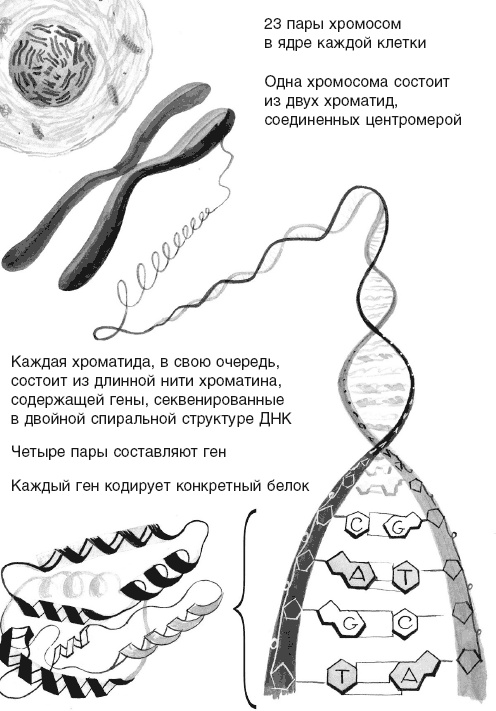 Иллюстрация к книге — Кожа: орган, в котором я живу [i_003.jpg]
