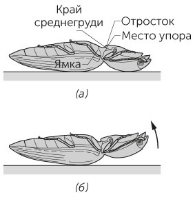 Иллюстрация к книге — Новый физический фейерверк [i_014.jpg]
