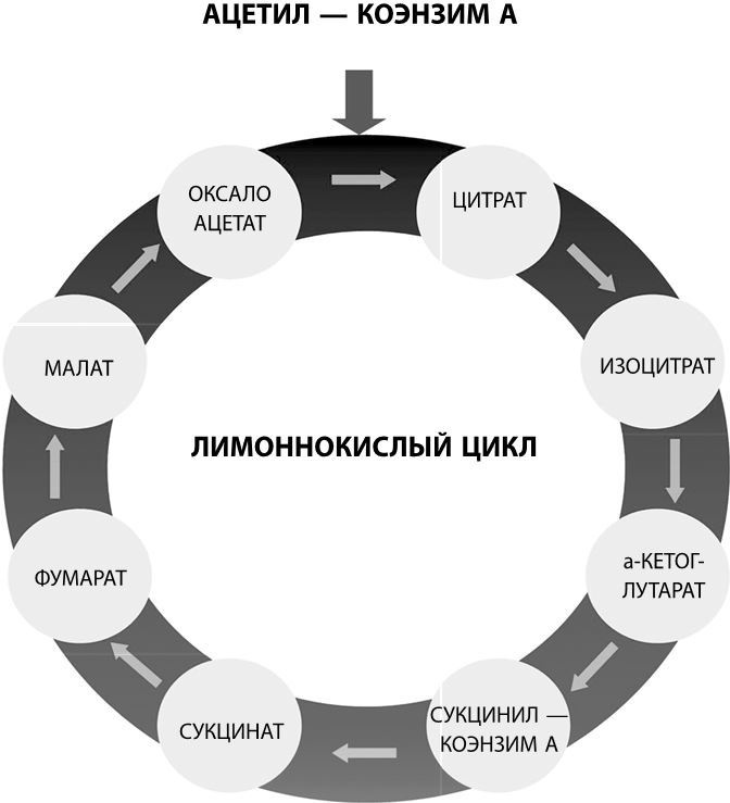 Иллюстрация к книге — Взламывая биологию [i_182.jpg]