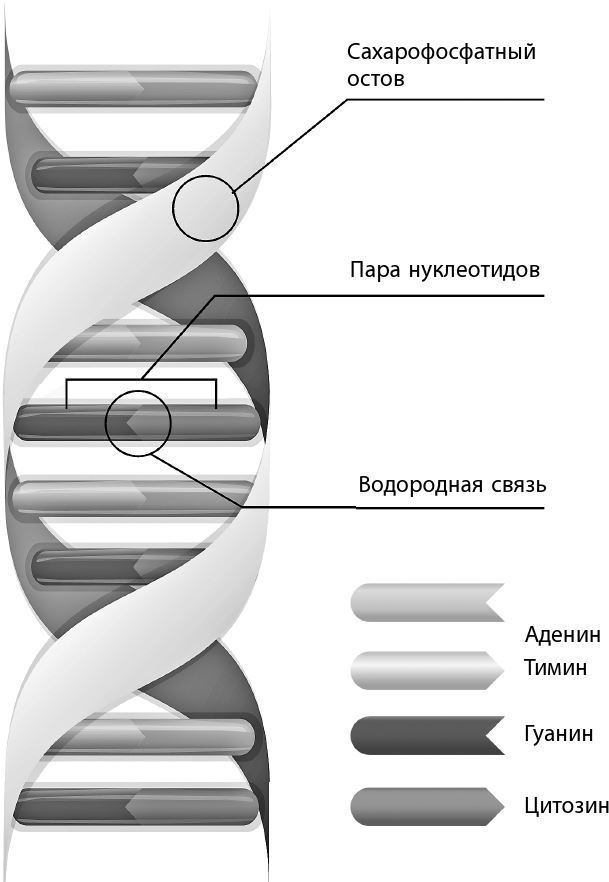 Иллюстрация к книге — Взламывая биологию [i_189.jpg]