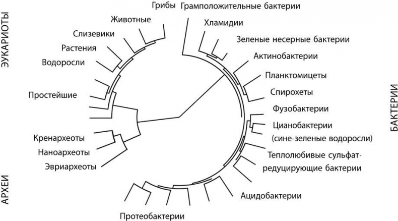 Иллюстрация к книге — Взламывая биологию [i_218.jpg]