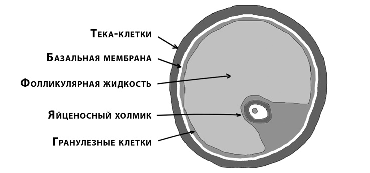 Иллюстрация к книге — Это все гормоны! [i_002.jpg]