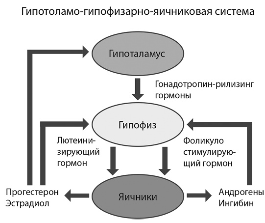 Иллюстрация к книге — Это все гормоны! [i_005.jpg]