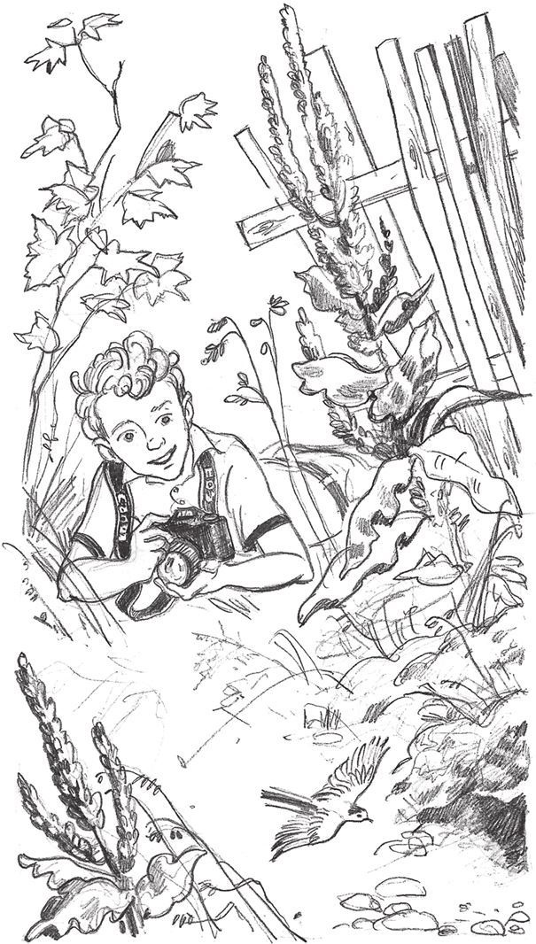 Иллюстрация к книге — Слушай птиц [i_018.jpg]