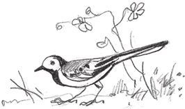 Иллюстрация к книге — Слушай птиц [i_032.jpg]