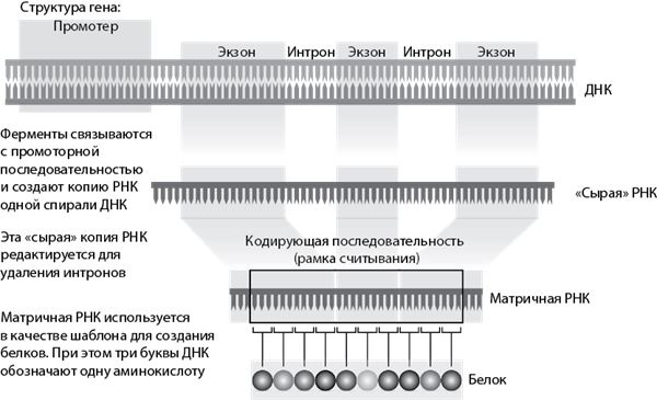 Иллюстрация к книге — Эволюция. От Дарвина до современных теорий [i_005.jpg]