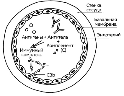 Иллюстрация к книге — Иммунитет. Как у тебя дела? [i_015.jpg]